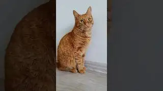 ❤Кот Артём❤                                         Всегда послушно наряжается, гулять же хочется))