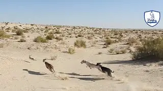 beautiful trip to catch a rabbit with a greyhound hunting took place during the hunting season