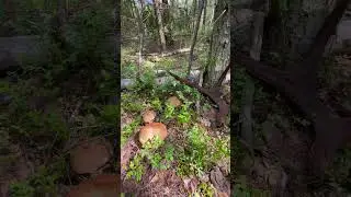 Красавцы подосиновики