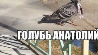САМОЕ ЛУЧШЕЕ ИНТРО