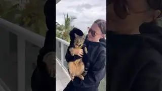 Million dollar baby cat 😻 #kitten #cutecat  #cat