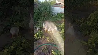 ДЕЛАЮ РАДУГУ