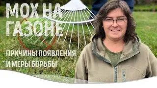 Мох на газоне. Причины появления и меры борьбы.