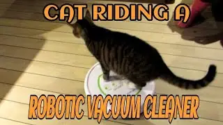Cat riding a Robotic Vacuum Cleaner #catvideos #cat