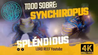 🐠🌊  PEZ MANDARÍN: [Synchiropus Splendidus] Cuidados y mantenimiento. ¡NO FALLARÁS!