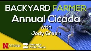 Annual Cicada