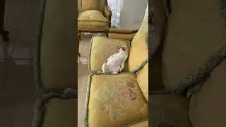 КОТИК  🐈