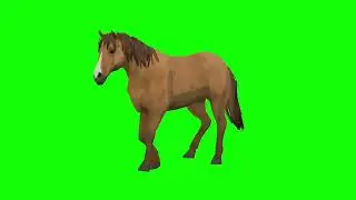 horse walk green screen video.