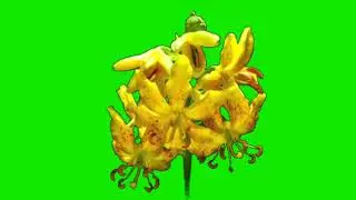 green screen flowers pattern animation graphics motion loop video.