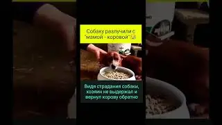 кто сказал,что они не разумны? они разумнее человека ☝️ 