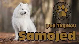 SAMOJED | O PLEMENU