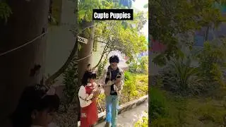 Cute Puppies,❤️ #shortvideo #shorts #trending #puppy #dog #streetdog #youtubeshorts #ashortaday #fun