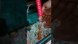cheap fish for aquarium #shorts #trending #viral #aquarium #aquariumfish #cheapfish #tiktok #short