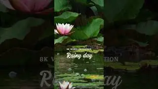 Mystical secrets of the lotus flower in the rain