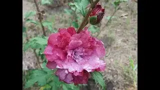 Гибискус сирийский Дюк де Брабант