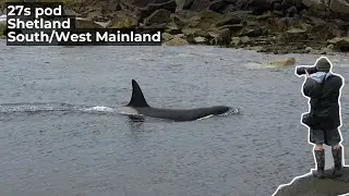 Chasing Orca in the Rain | Shetland Islands