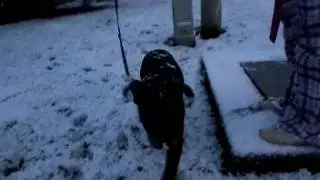 Zero's First Snow