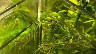 THE SMALLEST FISH in the WORLD! 🐠🌎