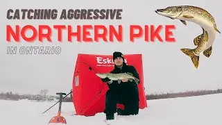 Ice Fishing PIKE in Ontario (bladed jigs)