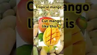 Yummy tropical mango fruit #shorts  #short #viral #video  using template to make this video #tiktok