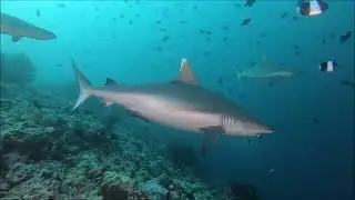Scuba diving in the Maldives