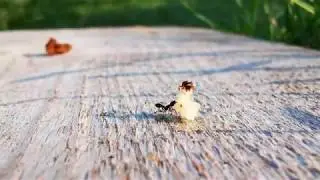 Hungry ants