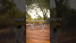 Про глупость традиций. Эксперимент с обезьянами. Сморите до конца