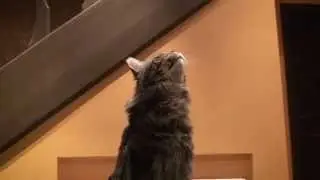 Maine coon Damur doing tricks