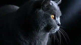 British Shorthair Cats - Британцы