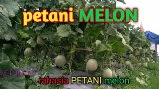 Budidaya tanaman buah melon rahasia sukses bertani MELON