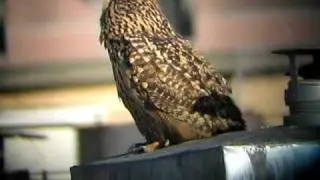 Eagle Owl (Bubo bubo) in Budapest, Hungary