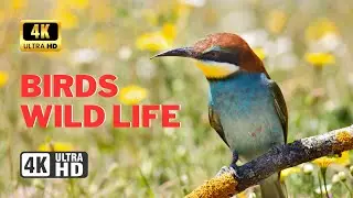 Birds & Wildlife Beautiful Video Collection in 4K Ultra HD | HK ALERTS