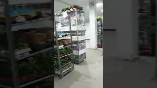 Новое поступление комнатных растений 🪴 Садовый центр Росток