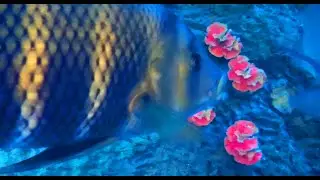Tropical Fish Aquarium Abu Dhabi ♡ Relaxing Music for Stress Relief