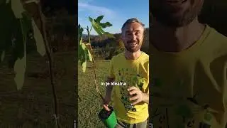 Figa Bornholm za notranjost Slovenije