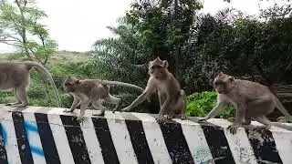 Feeding wild monkey and its baby