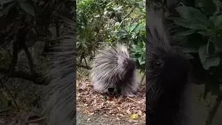 Before & After Animals Growing Up. Amazing Animal Transformation 💥#short #animalsofyoutube #shorts