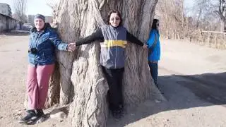 Старый тополь в селе Тамга с Клуб Путешественников Gde.kg