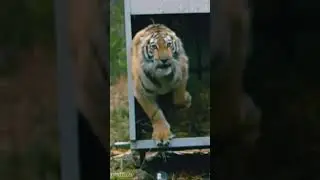 Tiger 🐯 attitude entry status | slow motion entry | 🐯🐯🐯
