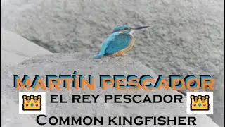 Martín pescador pescando - Common kingfisher - Alcedo atthis.