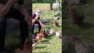 Арбуз 🍉 с барской руки 