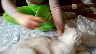 Furminator and Scottish Fold Cat.