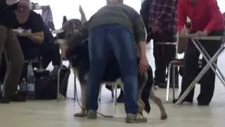 СЗ Балтийская Жемчужина (МВ Тристан х СЗ Лионора)