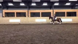 5yo dressage dutch mare