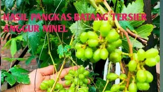 HASIL PANGKAS BATANG ANGGUR NINEL