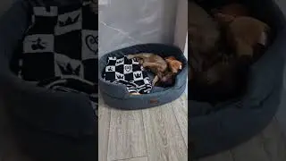 #французскийбульдог