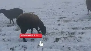 ҚИШ    -16 СОВИҚ  ҚАТИ ҚИШБЛЯПДИ