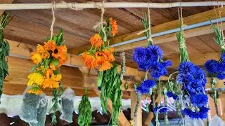 Tipps & Tricks für Heilpflanzen: Johanniskraut & Co in der Hausapotheke nutzen | Rotöl herstellen