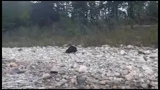 Нападение медведя.