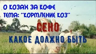 Кормление коз. Сено. Какое оно должно быть